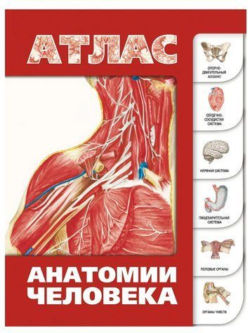 Книга "Атлас анатомії людини" - Льовкін С. DGN08633 фото